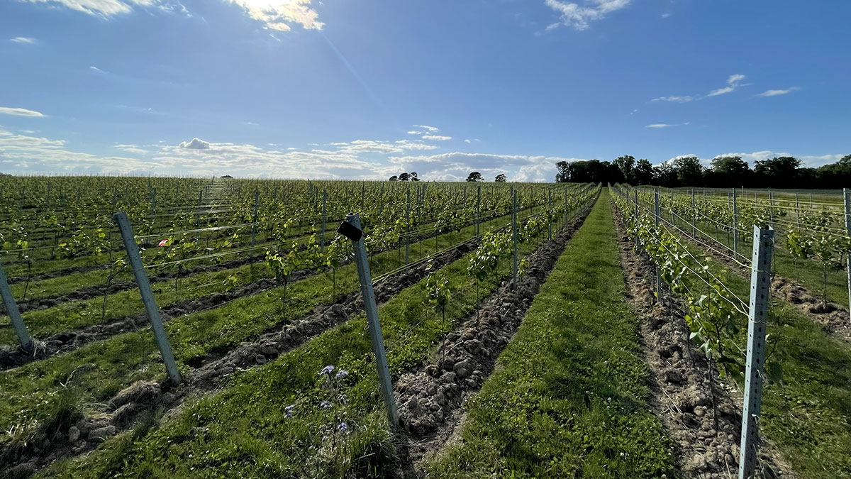 mariage02 Vignes verdoyantes sous un ciel bleu avec des rangées de plantations alignées et des poteaux de soutien métalliques au Domaine de Mehaignoul.